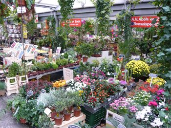 A flower market stall packed with potted plants, bulbs and seed packets